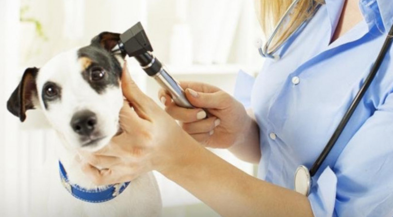 Ambulatori veterinari sociali: presto la mutua degli animali
